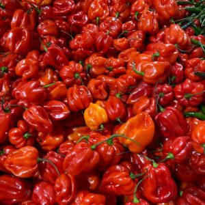 Scotch Bonnet Pepper