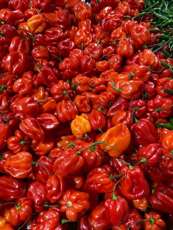 Scotch Bonnet Pepper