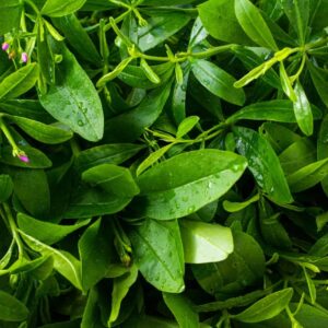 Water Leaf