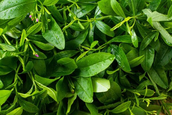 Water Leaf